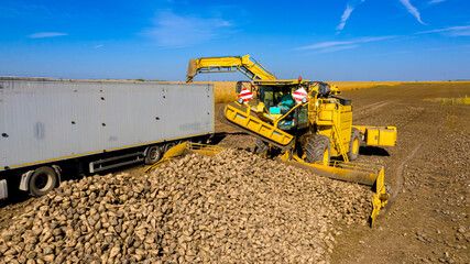 Aerial view on collecting, loading sugar beet into a truck for transportation