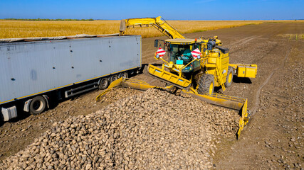 Aerial view on collecting, loading sugar beet into a truck for transportation