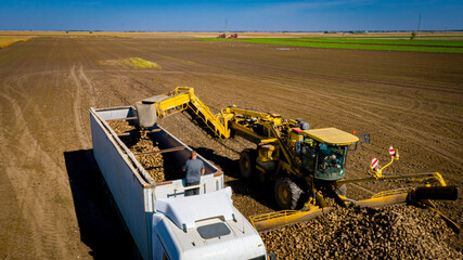 Aerial view on collecting, loading sugar beet into a truck for transportation
