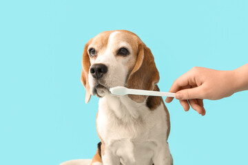 Female veterinarian holding toothbrush near cute dog on blue background