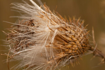 A detailed view of a plant with featherlike structures emerging from it, showcasing its intricate beauty and unique features
