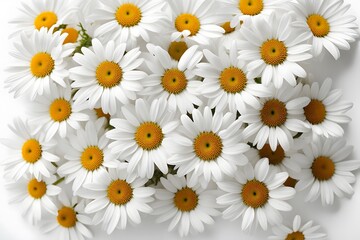 Fototapeta premium Ox-eye daisy flowers white background, AI Generated