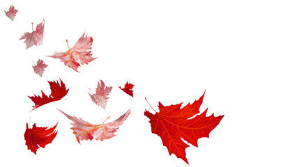 autumn leaves fall falling wind air isolated for bcackgroun - 3d rendering