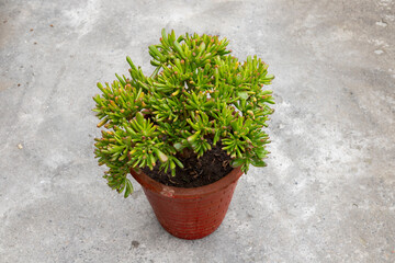 Crassula ovata gollum ornamental succulent plant in a red clay pot