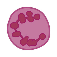 megaloblastic anemia cell
