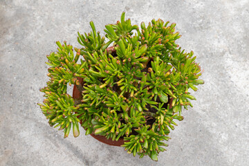 Fototapeta premium Crassula ovata gollum succulent plant top view