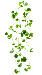 Falling watercress leaves isolated on white background, full depth of field, transparent png background