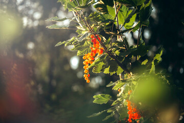 Red currant bush in sunlight.