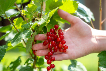 A man's hand holds a ripe brush of red currants. Harvest. Useful and tasty products grown with their own hands, natural farming.