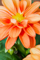 Obraz premium A detailed closeup view of a vibrant orange flower featuring a yellow center