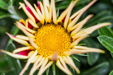 Closeup of a vibrant yellow and red flower with a yellow center