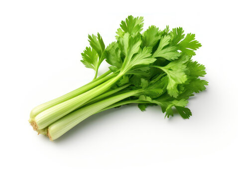 Fresh Celery Isolated on white background