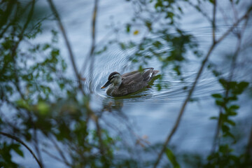 夏の公園の池にいる一羽の鴨の様子