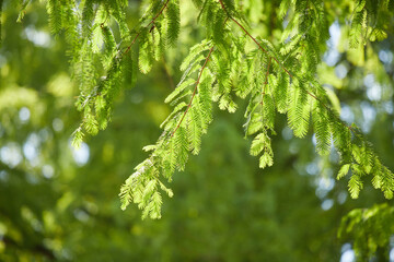 夏の昼の森の杉の葉っぱの風景