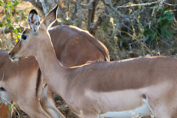 impala antelope in kruger national park