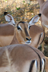 impala antelope in kruger national park