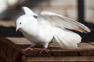 Portrait of a white dove on a farm