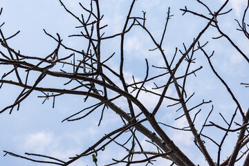 The branch on blue sky