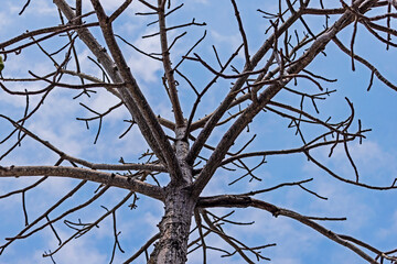 The branch on blue sky