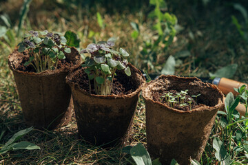 Garden concept: seeds, pots and little instruments like a shovel and rake on green background....