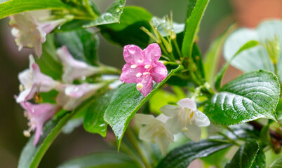 Beautiful flowers on a tree in drops of water after rain