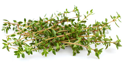 flowering twig thyme spice isolated on white background