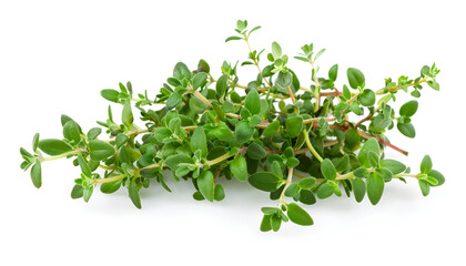 Obraz premium flowering twig thyme spice isolated on white background