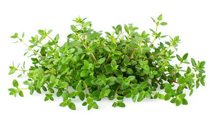Obraz premium flowering twig thyme spice isolated on white background