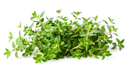 Obraz premium flowering twig thyme spice isolated on white background