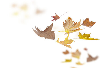 leaves leaf isolated background flying blowing in the air - 3d rendering