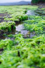 green seaweed growing on coral on the beach