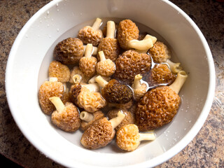 Close-up of morel mushrooms in a cup