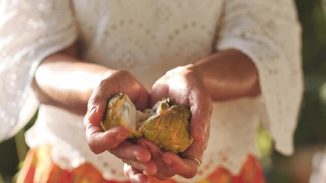 Woman in white shirt and plaid skirt opening sweetsop, showing to camera. Close up