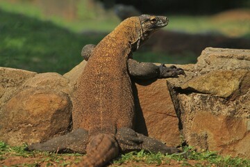 a Komodo dragon lurks from the rocks in the morning