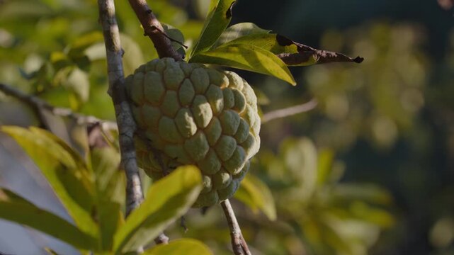 Handheld circling shot of a sweetsop on tree, Annona squamosa