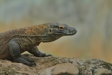 a Komodo dragon lurks from the rocks in the morning