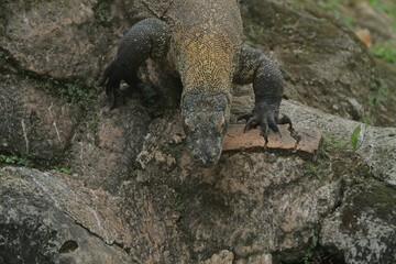a Komodo dragon crawling on the rocks in the morning