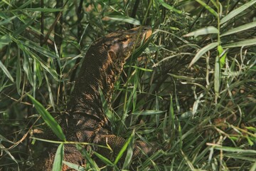 a salvator lizard crawling in the thicket in the morning