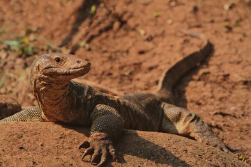 a salvator lizard crawling on the ground on a sunny morning