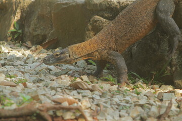 a Komodo dragon crawling on the rocks in the morning