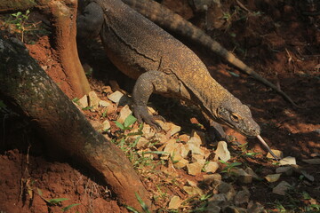 a Komodo dragon crawling on the rocks in the morning