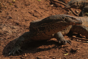 a salvator lizard crawling on the ground on a sunny morning