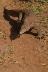 a salvator lizard crawling on the ground on a sunny morning