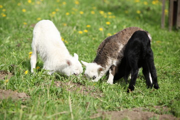 Little lambs and goatling  with dandelions in spring