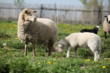 Nice sheep with lamb in spring