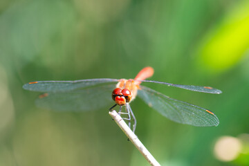 Red dragonfly is sitting on a green leaf, newly hatched insect, wetland Haff Reimich, nature reserve in Luxembourg 