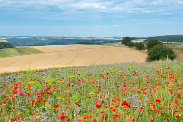 Meadow with poppy, daisy and flaxseed flowers, blooming wildflower field, nature in summer, environment and ecology concept, wheat field 
