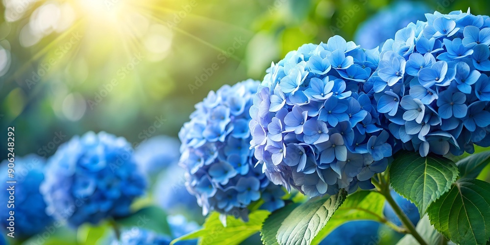 Poster azure elegance springtime hydrangeas in bloom ai generative