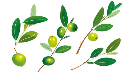 Collection Of Olive tree, twigs with fresh green leaves isolated on white, clipping..