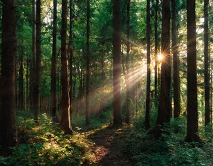 Obraz premium Green forest trees with sunbeams and deep woods sun rays shimmer. Sunbeams peeking through forest trees in early autumn shades. Time lapse.